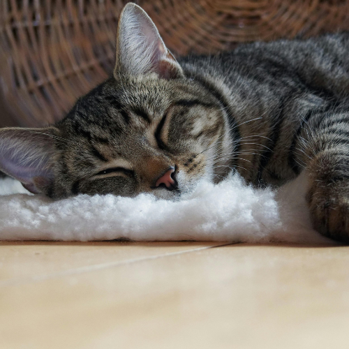 L'importance de l’environnement pour les chats