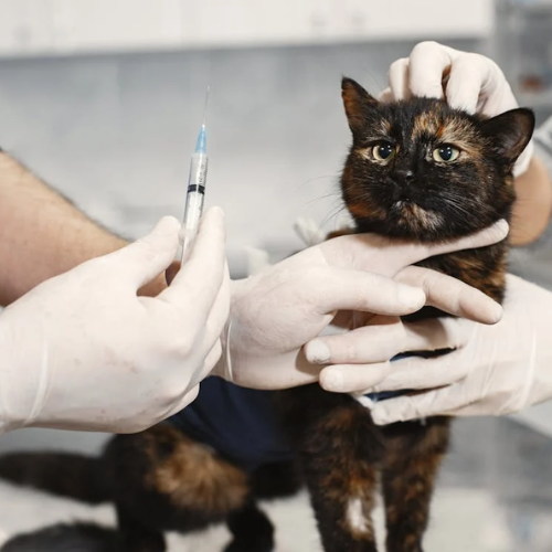 La Stérilisation et la Castration d'un Chat